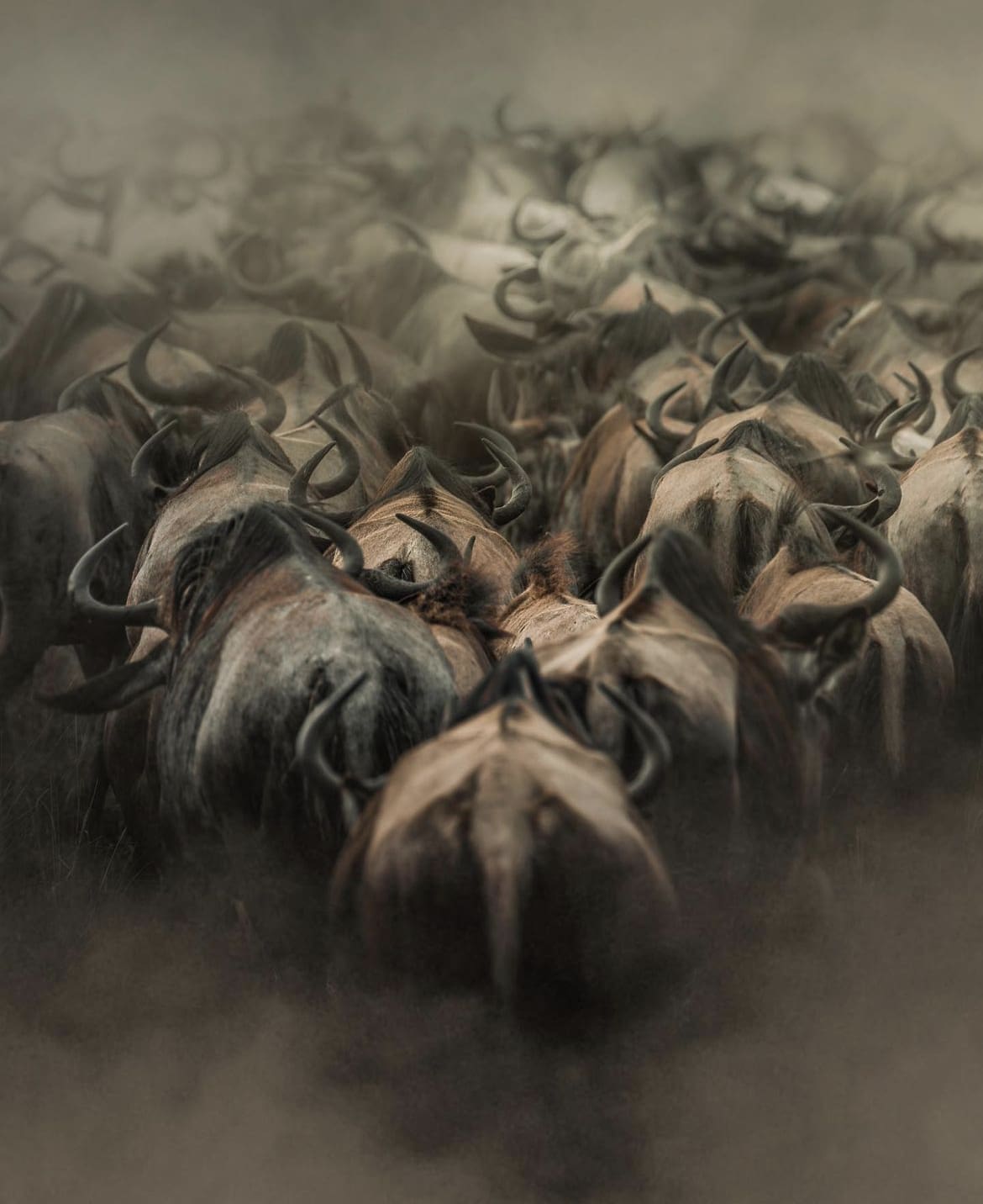 In the midst of a migrating herd in Kenya